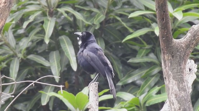 Melodious Blackbird - ML255314011