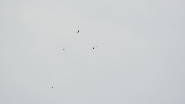 Swallow-tailed Kite - ML255314421