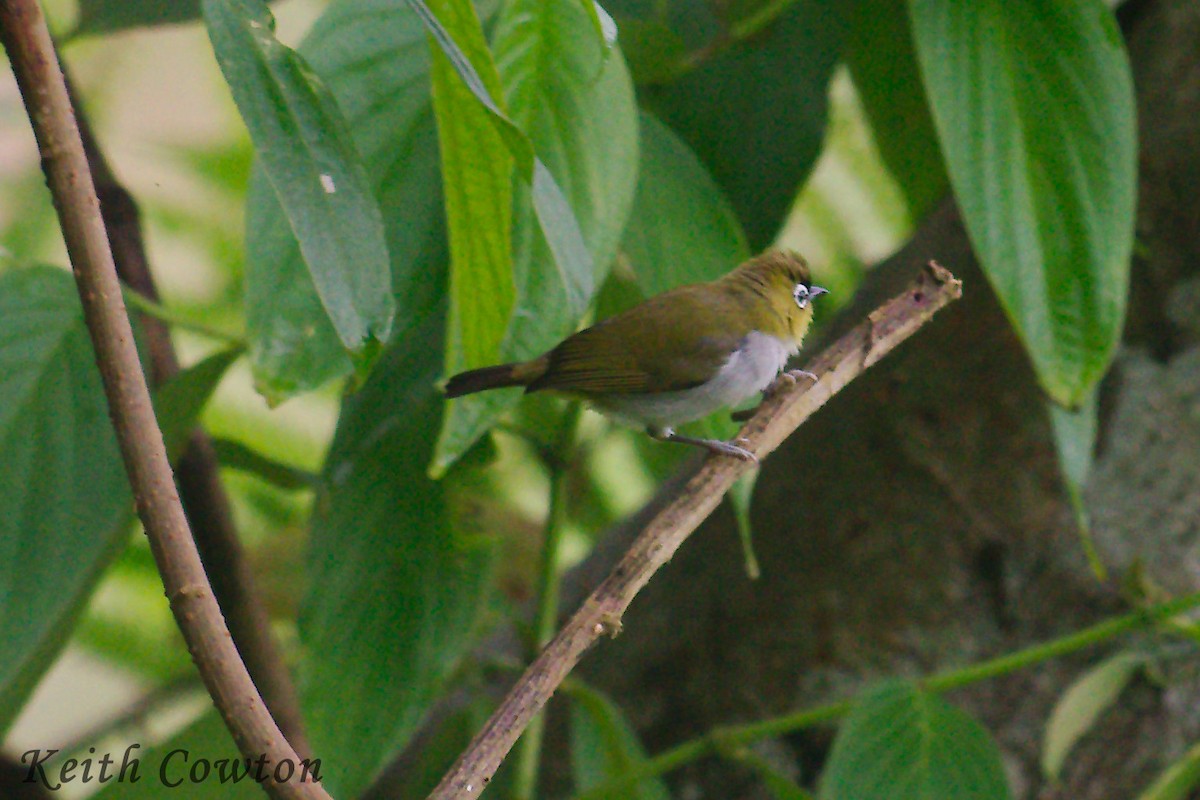 Black-crowned White-eye - ML255314931