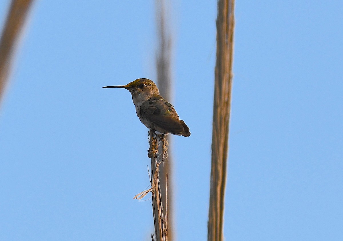 Costa's Hummingbird - ML255317051