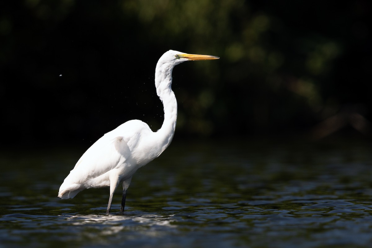 Great Egret - Brad Imhoff