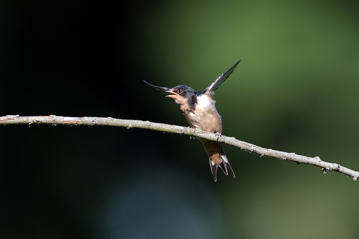 Barn Swallow - ML255318061