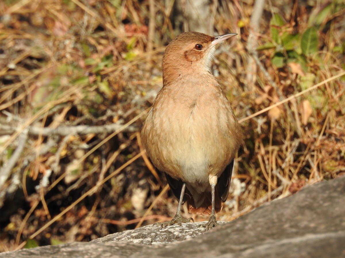 Rufous Hornero - ML255318661