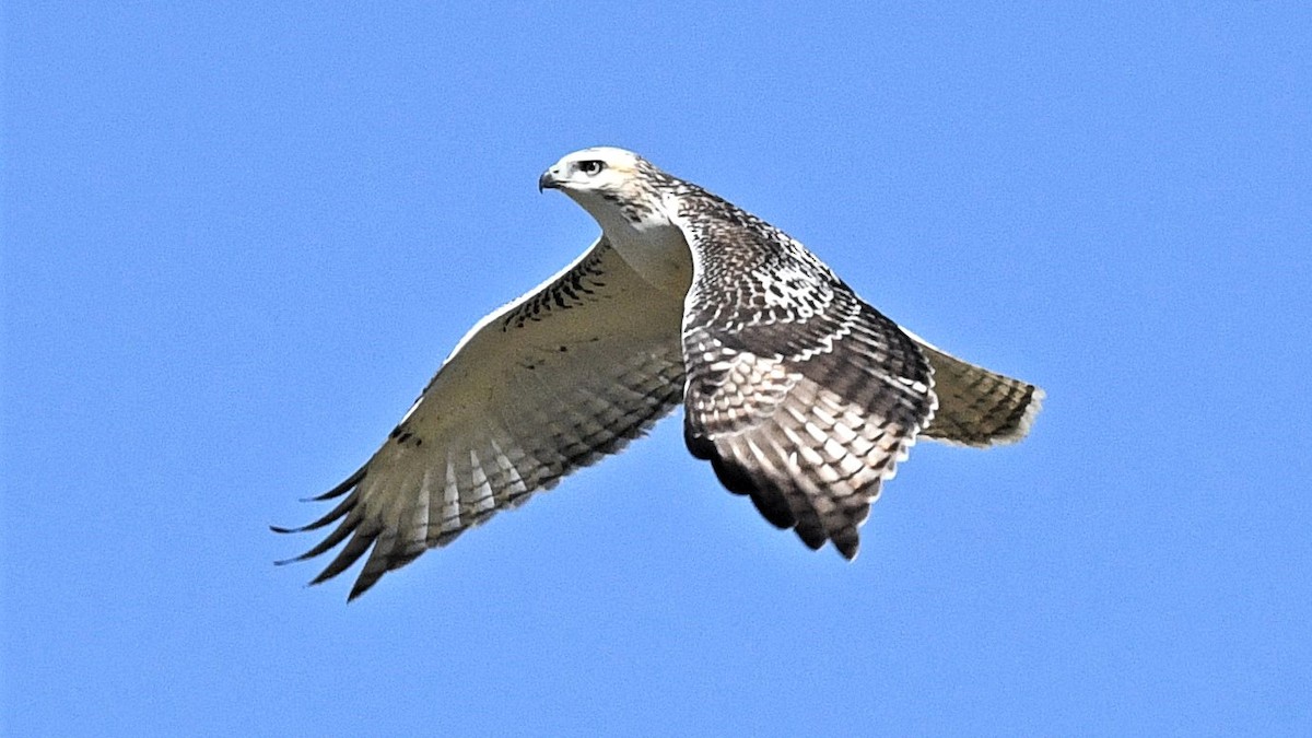 Red-tailed Hawk (Krider's) - John Siller