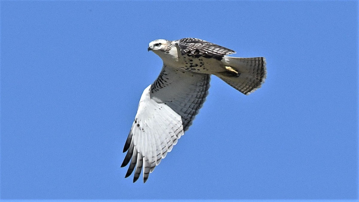 Red-tailed Hawk (Krider's) - ML255318721