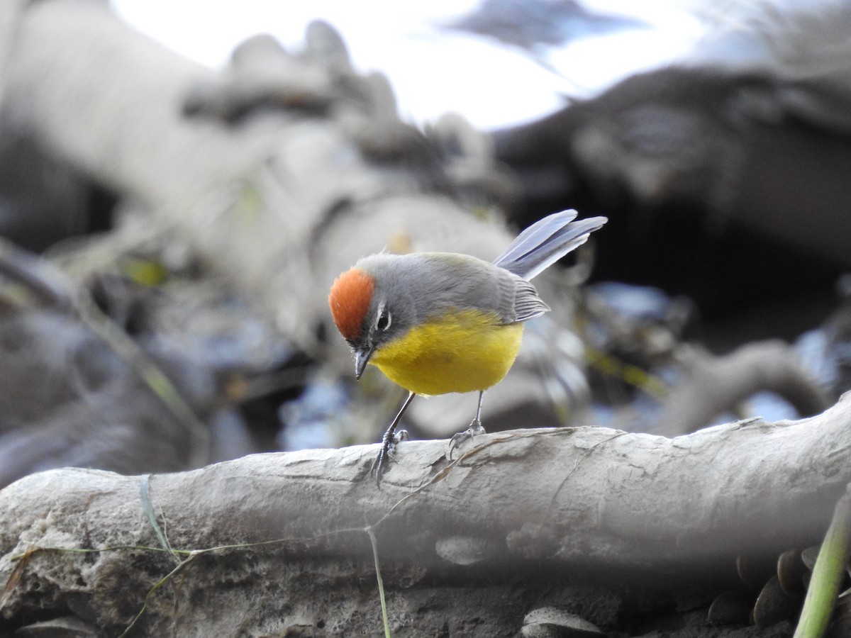 Brown-capped Redstart - ML255318881