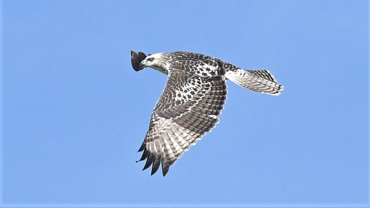 Red-tailed Hawk (Krider's) - ML255318991