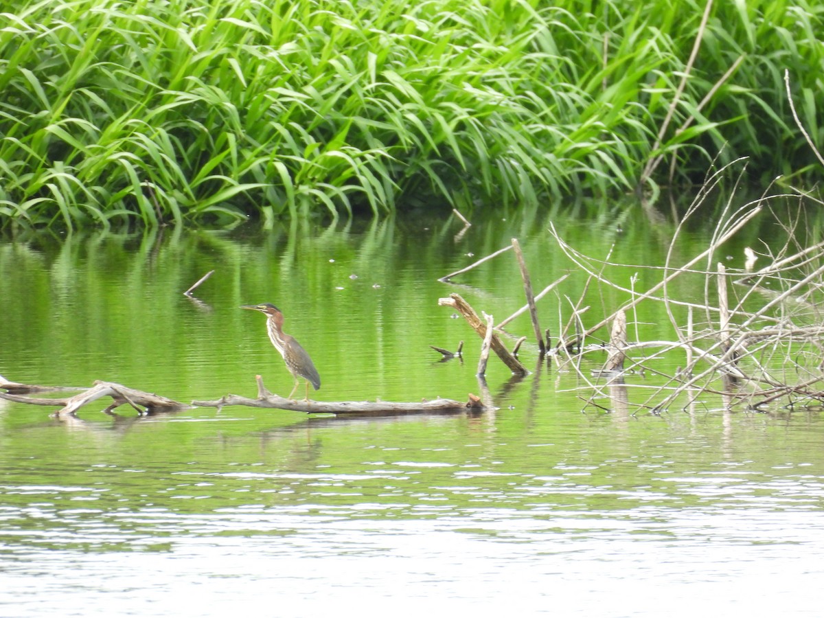 Green Heron - ML255320781