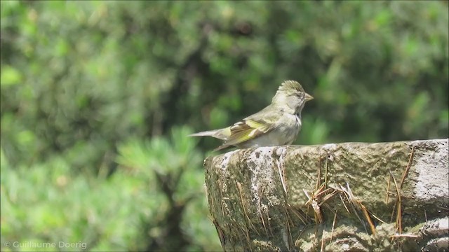 Black-chinned Siskin - ML255323441