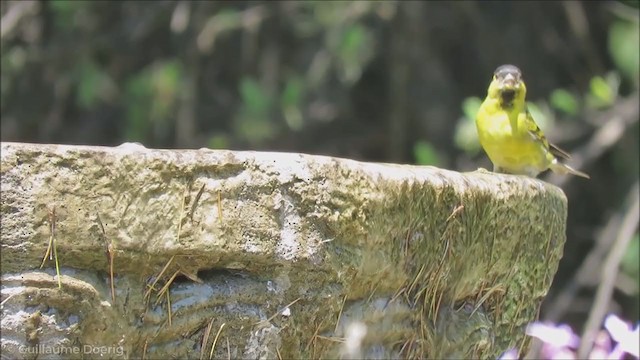 Black-chinned Siskin - ML255323541