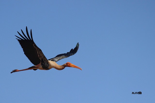 Painted Stork - ML25532391