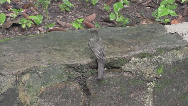 Cuban Pewee - ML255324001