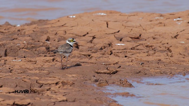 Little Ringed Plover - ML25532421