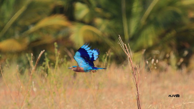 Indian Roller - ML25532441