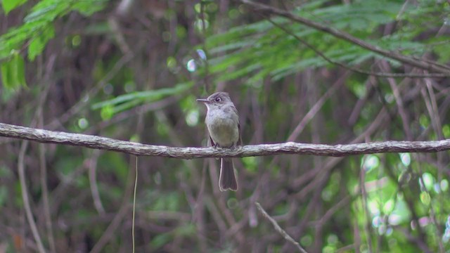 Cuban Pewee - ML255325391