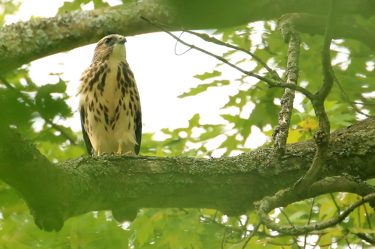 Broad-winged Hawk - Tim Lenz