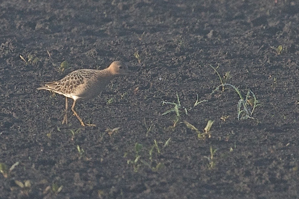 Buff-breasted Sandpiper - ML25532681