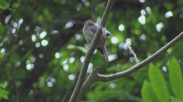 Cuban Pewee - ML255328961