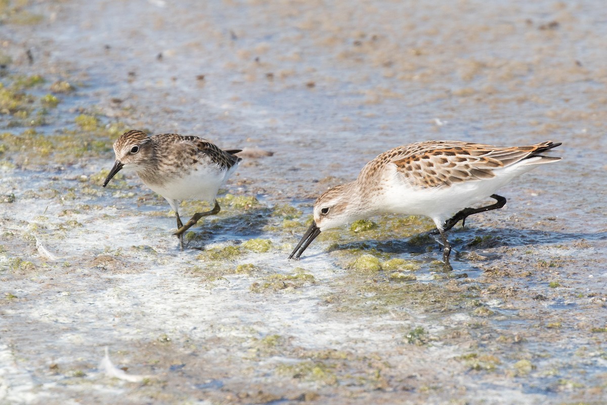 Western Sandpiper - ML255329031