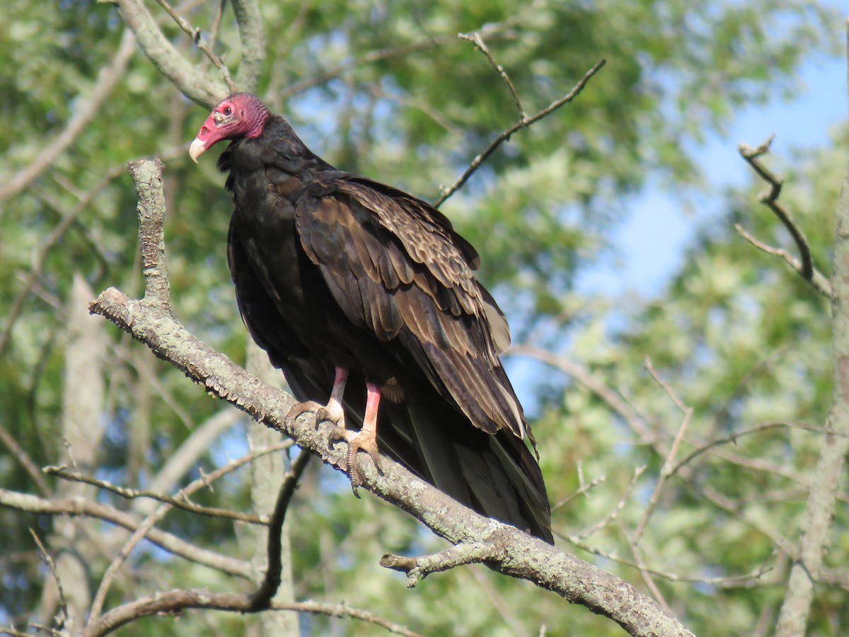 Turkey Vulture - John Mayer