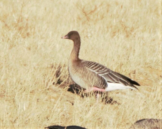 Pink-footed Goose - ML255332901