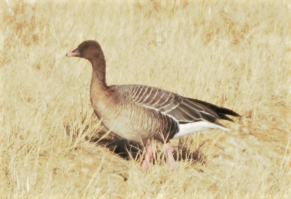 Pink-footed Goose - ML255332911