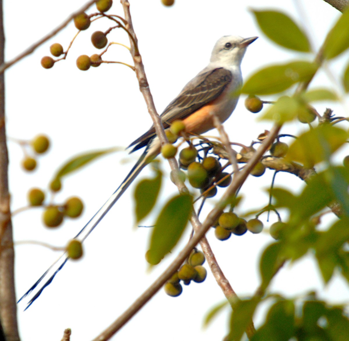 Scissor-tailed Flycatcher - Ricardo Aguilar