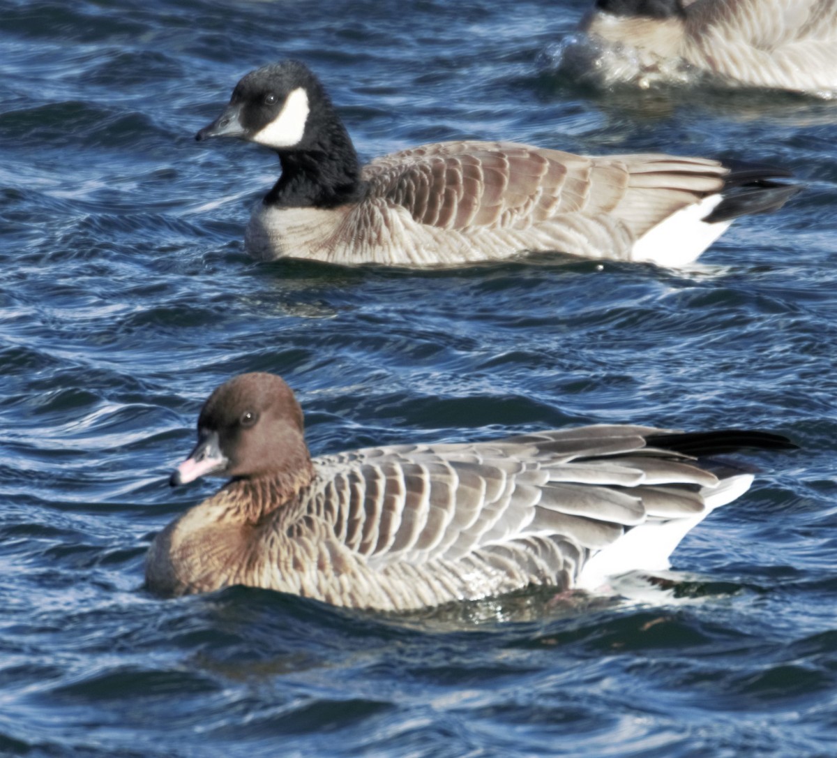 Pink-footed Goose - ML255334311