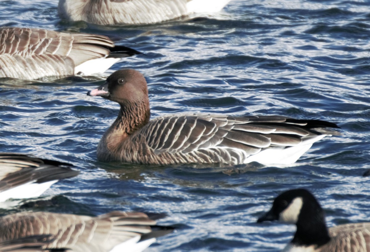 Pink-footed Goose - ML255334351