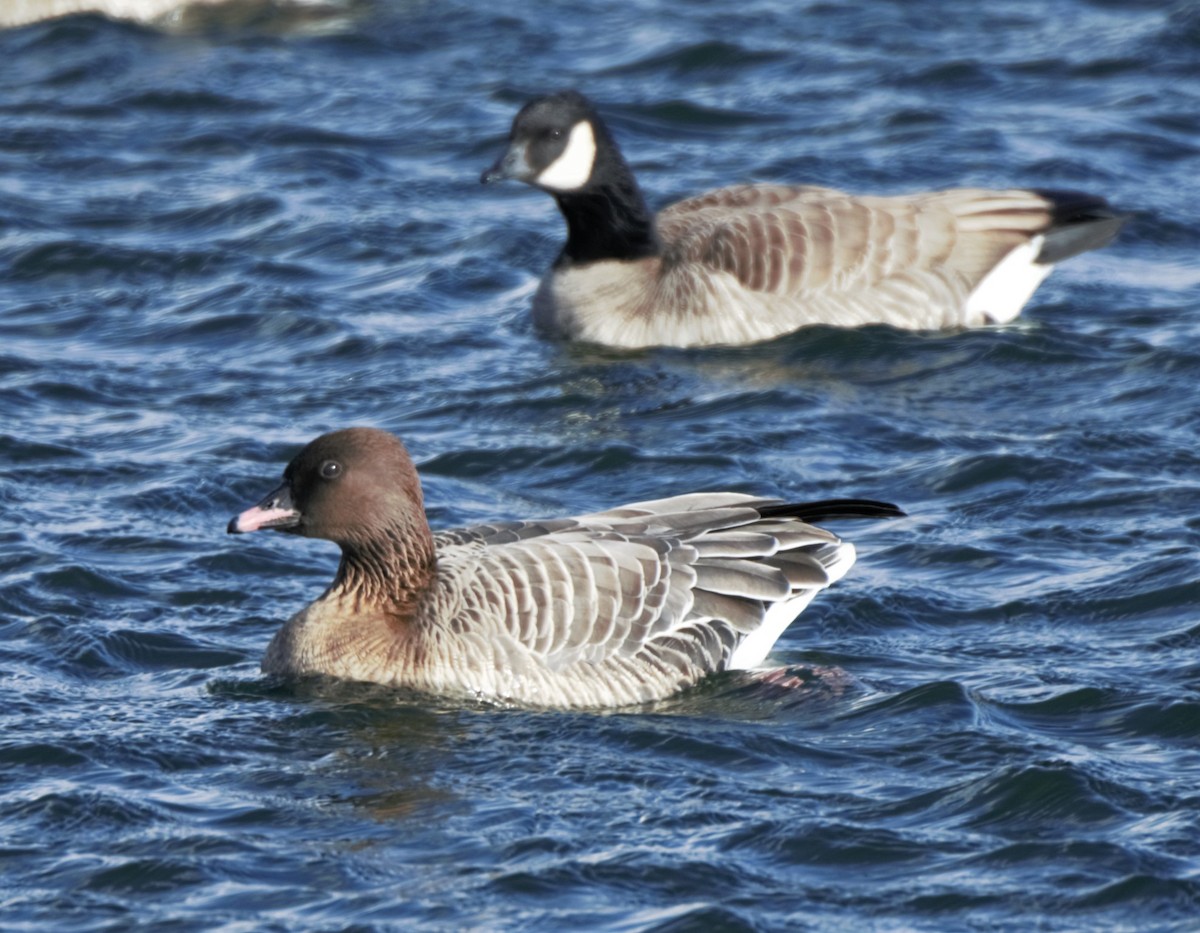 Pink-footed Goose - ML255334391