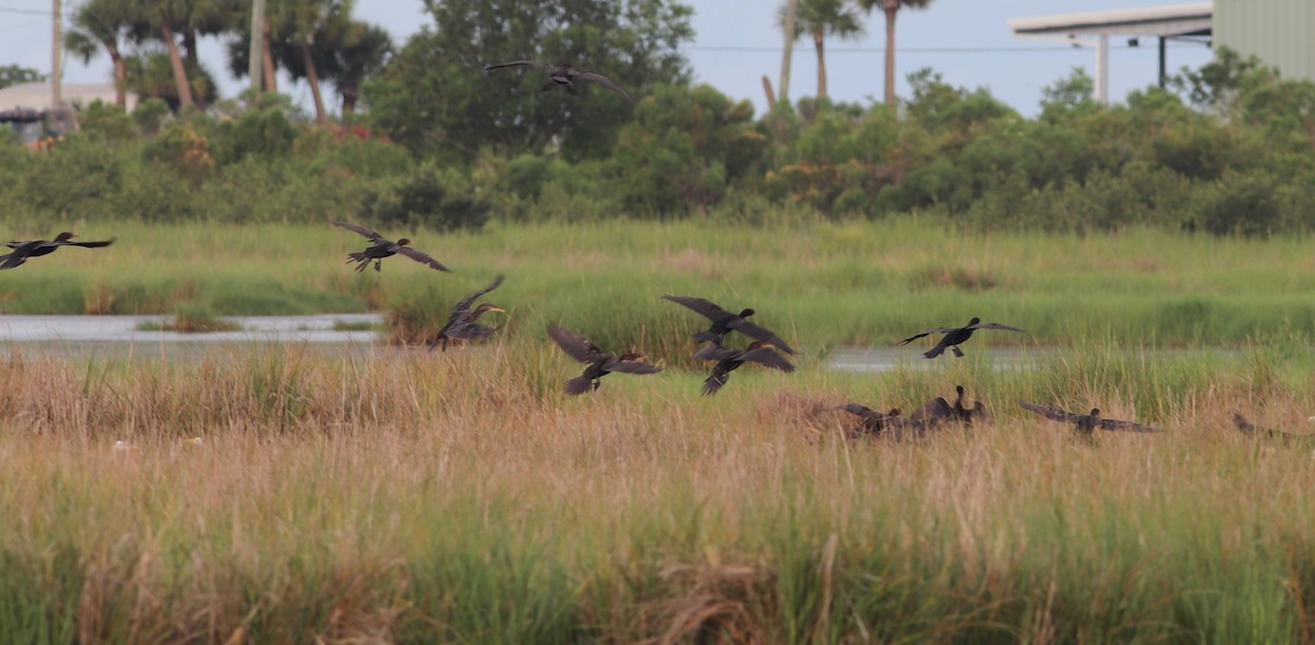 Double-crested Cormorant - ML255337431