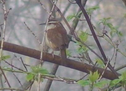 Carolina Wren - ML25533911