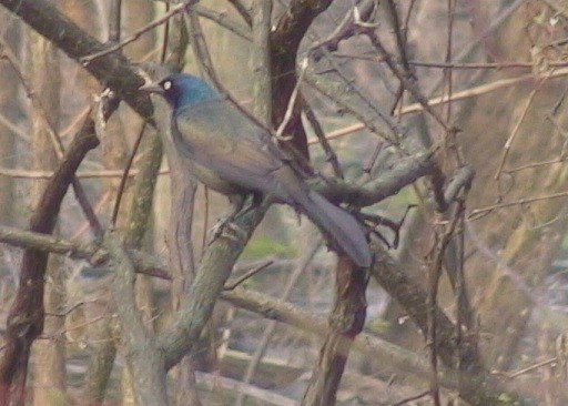 Common Grackle - ML25533931