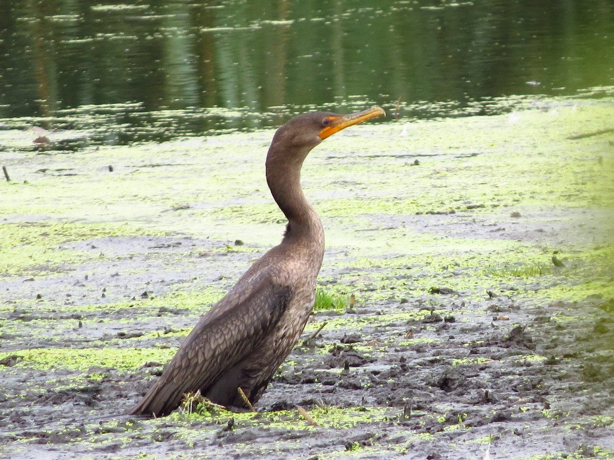 Double-crested Cormorant - ML255339591