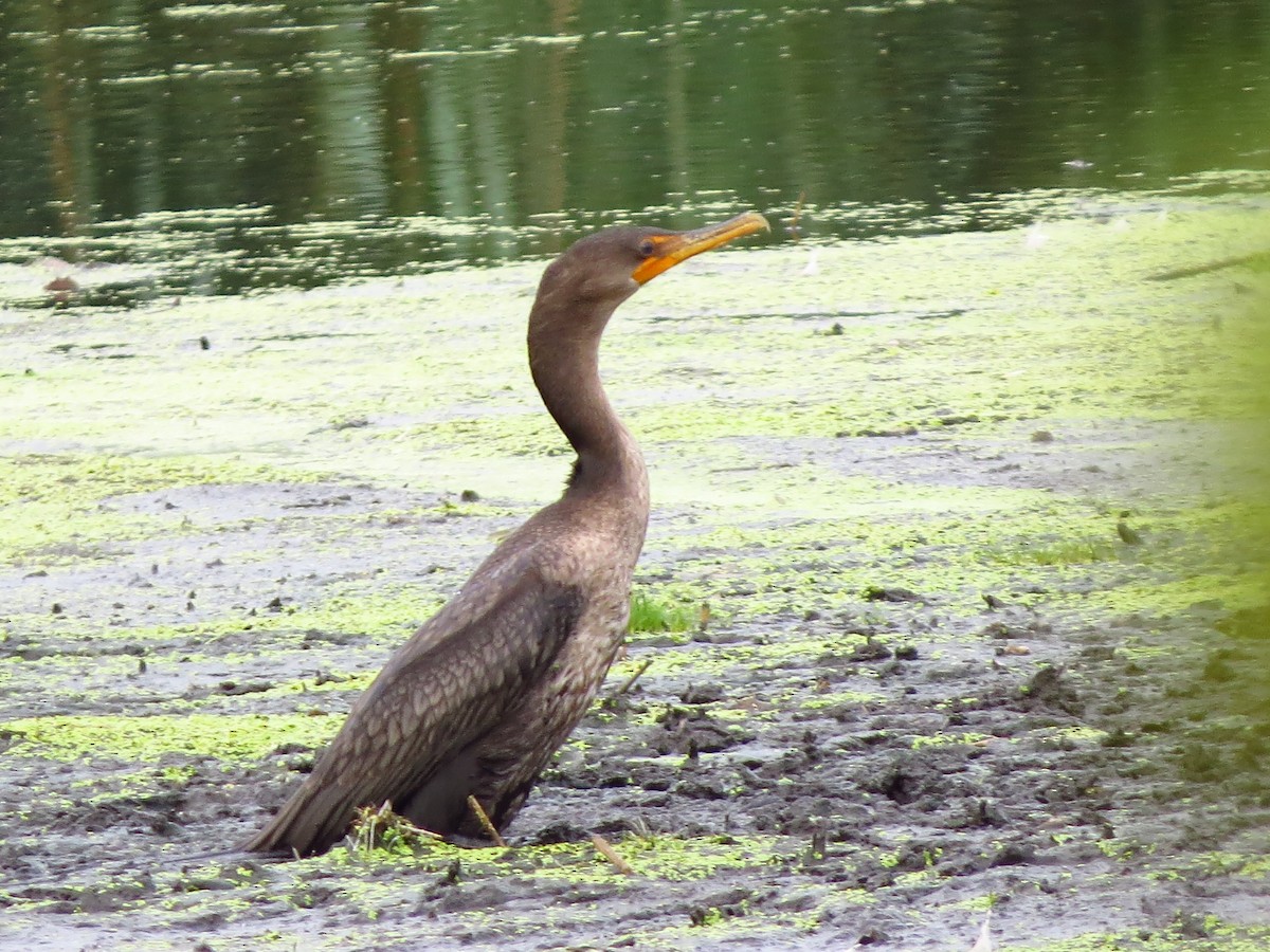 Double-crested Cormorant - ML255339601