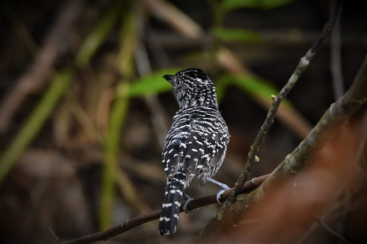 Barred Antshrike - ML255341471