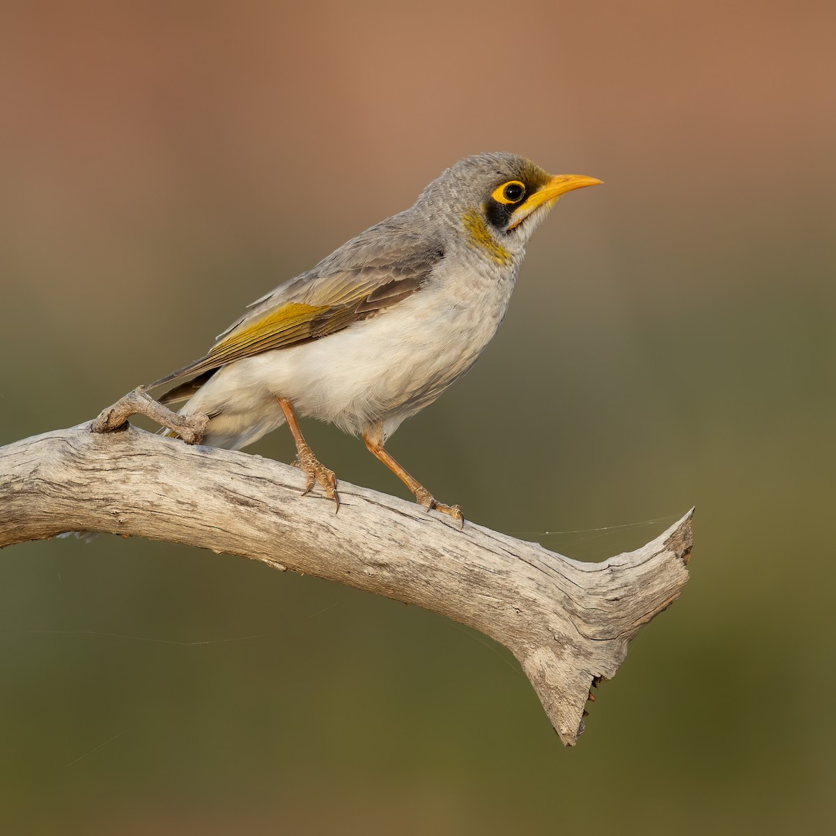 Yellow-throated Miner - JJ Harrison