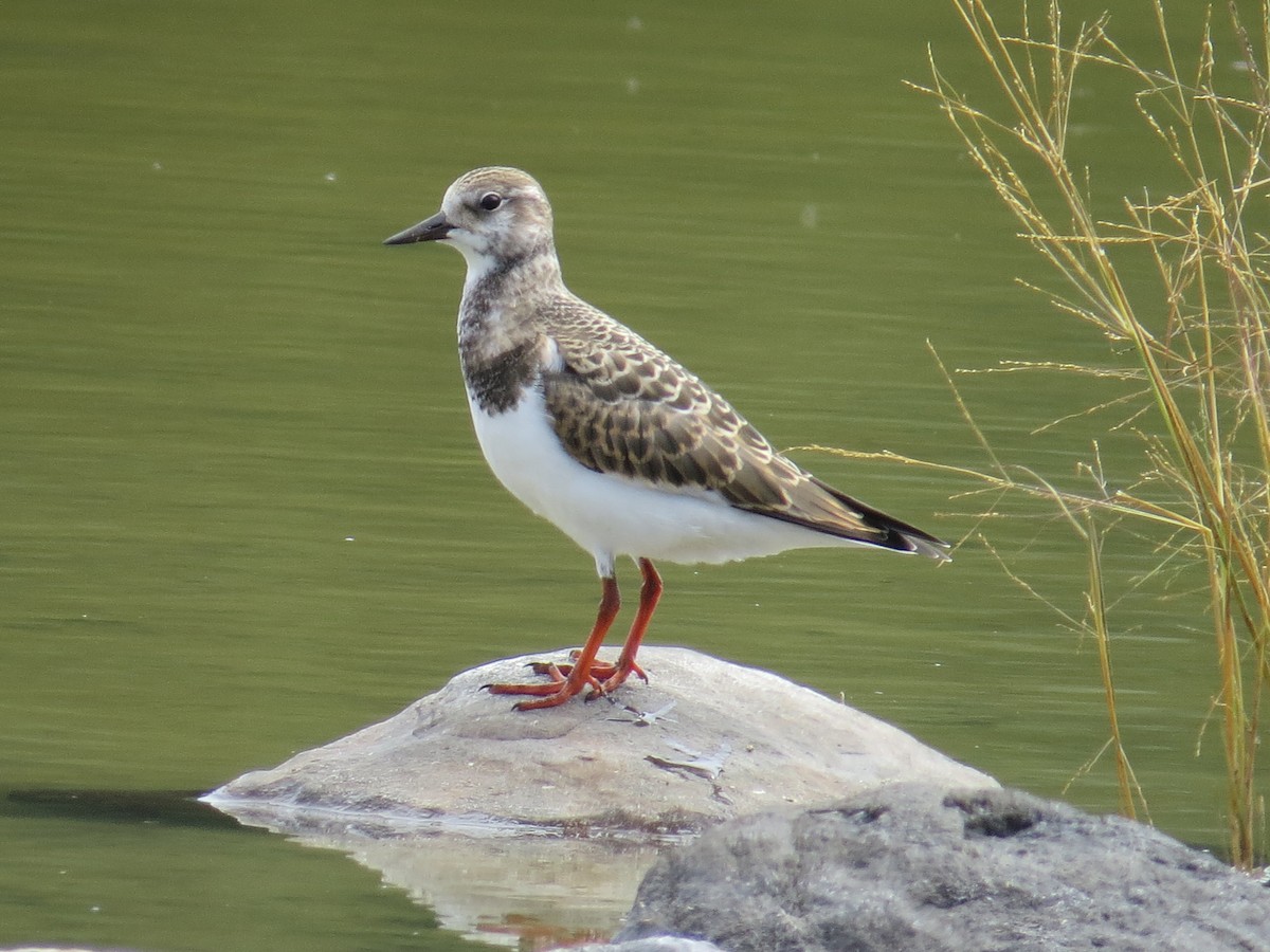 Ruddy Turnstone - Sandy Proulx