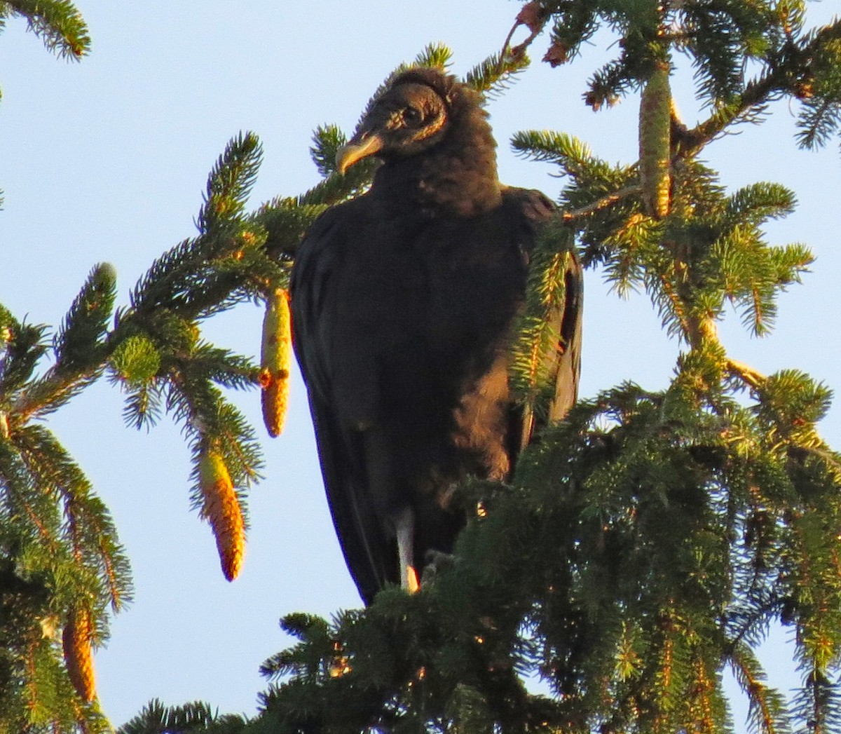 Black Vulture - ML255342821