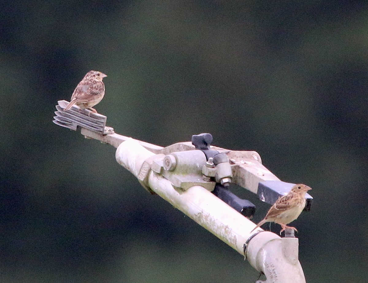 Grasshopper Sparrow - ML255345021