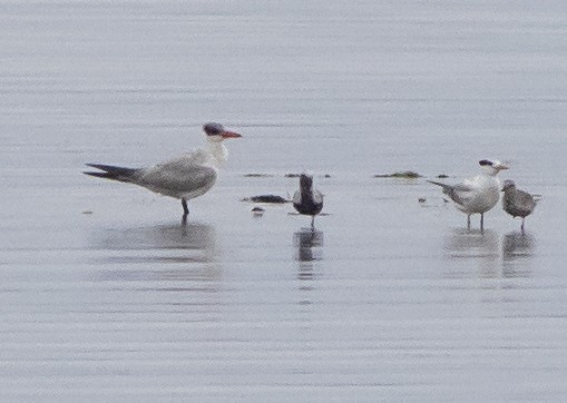 Caspian Tern - ML255346241