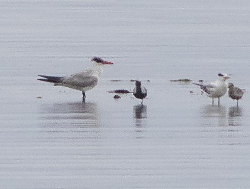 Caspian Tern - John Gluth