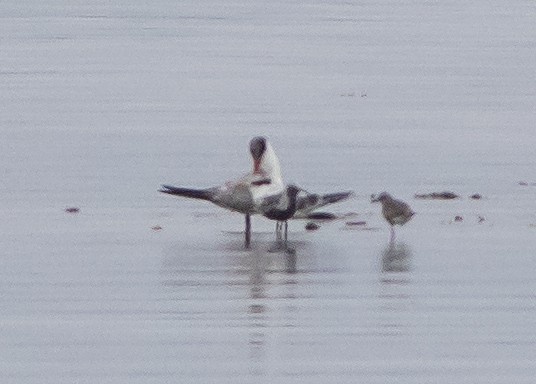 Caspian Tern - ML255346531