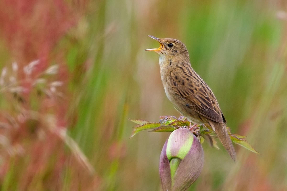 Common Grasshopper Warbler - ML255346591