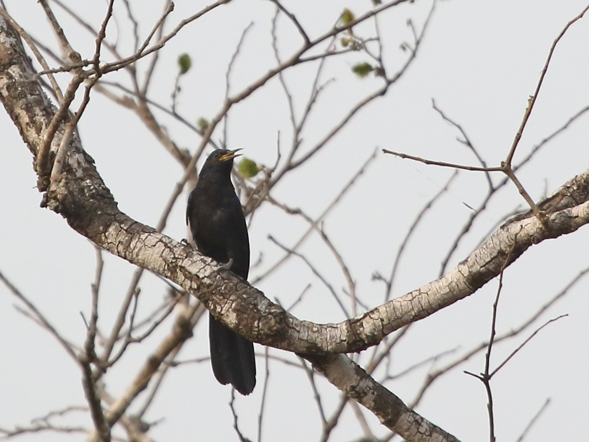 Black Scimitarbill - ML255347071