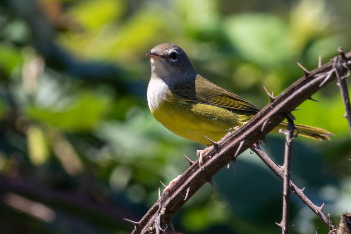 MacGillivray's Warbler - Rob Fowler