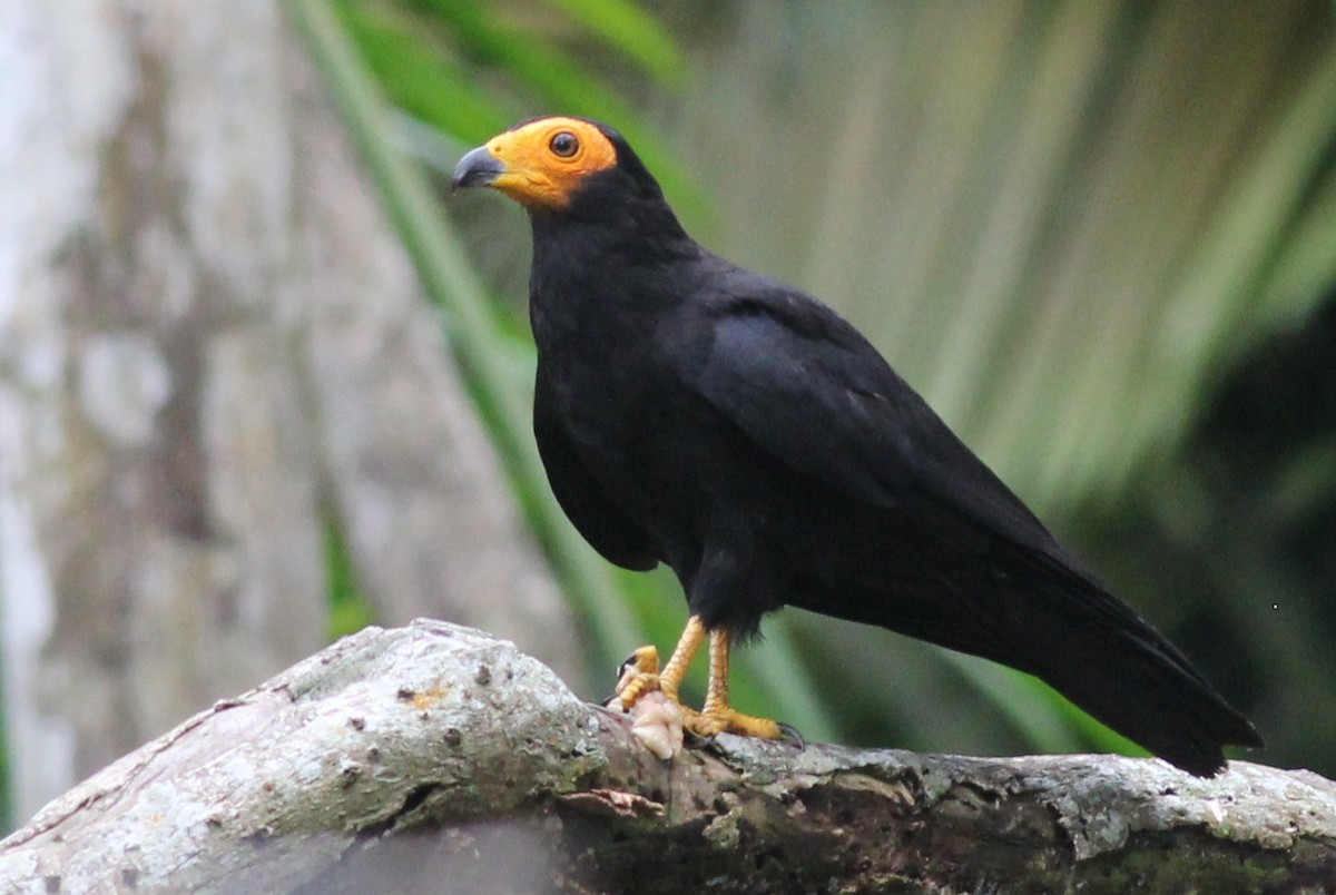 Black Caracara - Margaret Viens