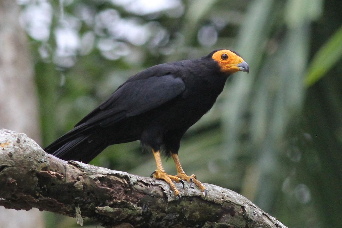 Black Caracara - Margaret Viens