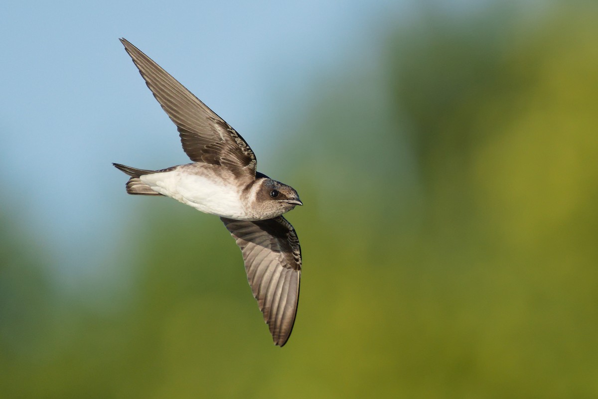 Purple Martin - ML255348841