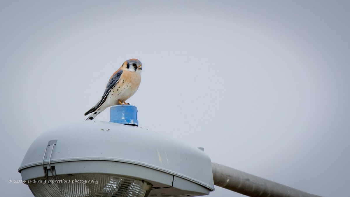 American Kestrel - Charlie Shields